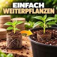 Jiffy Torfquelltöpfe 1000 Stück – Anzuchttöpfe Torf