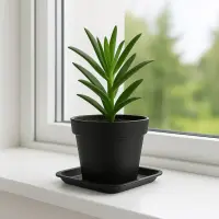 Square Plant Saucer 37 x 37 x 3.6 cm – Plant Pot Drip Tray