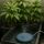Ceramic Air Stone for Aquarium 200 mm – Full Air Stone Grow