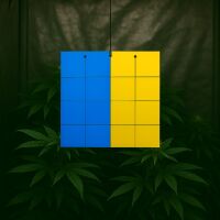 Blautafel & Gelbtafel Schädlinge Thripse 10x25...
