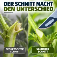 Skalpell Steril – 5 Stück