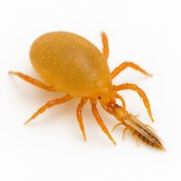 N. Cucumeris Tütchen 25 Stk. - gegen Thripse