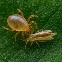 N. Cucumeris Tütchen 25 Stk. - gegen Thripse