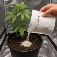 Florfliegenlarven 1000 Stück -...