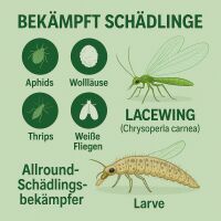 Florfliegenlarven 1000 Stück - Allround-Nützling gegen viele Schädlinge
