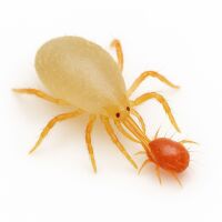 Neoseiulus californicus Tütchen 15 Stk. - gegen Spinnmilben