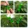 Clip Set Big - Low Stress Training