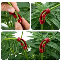 Clip Rot 10 STK. - Low Stress Training