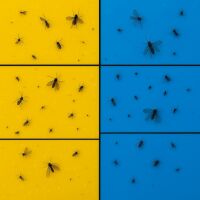 Blautafel & Gelbtafel 40x25 cm je 12 Stück – Insektenfallen Pflanzen