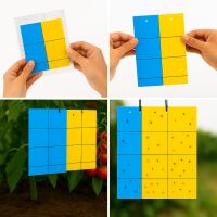 Blautafel & Gelbtafel 40x25 cm je 12 Stück – Insektenfallen Pflanzen