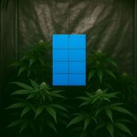 Blautafel gegen Thripse 40x25 cm 12 Stück –...